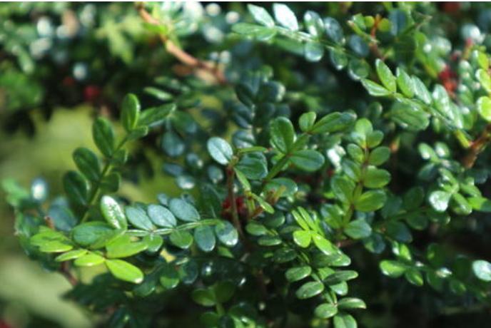 胡椒木盆景造型教程,胡椒木盆景种植技巧