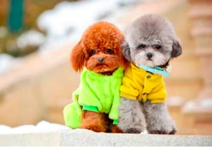 上班族养狗正确方法,上班族怎么养刚满月的狗