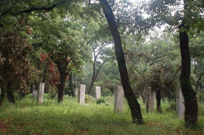 孔林是最大的氏族墓地吗,孔林各个时代的墓葬