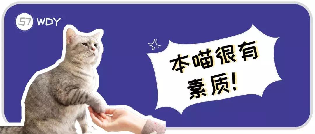猫咪抓伤感染狂犬病几率,猫抓热是什么意思