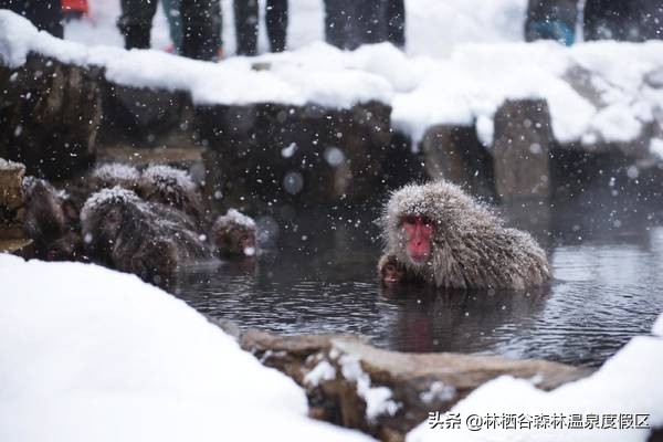 日本富士山猴子泡温泉,日本雪猴公园