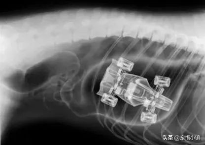 狗狗吞食异物怎么办啊,狗狗卡异物什么症状