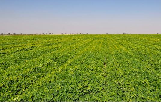 花生每亩产量2000斤的种植技术,花生种植的距离和行距该怎样安排