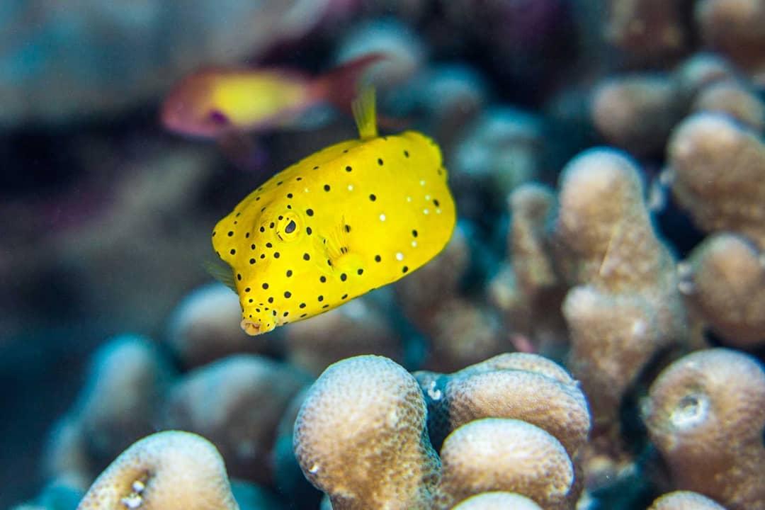 马尔代夫新岛优惠,马尔代夫英娜胡拉度假酒店