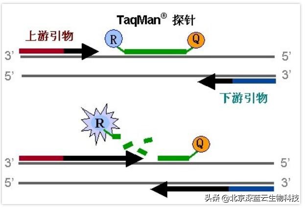 中国赛默飞实时荧光定量pcr仪介绍,实时荧光定量pcr扩增曲线如何分析