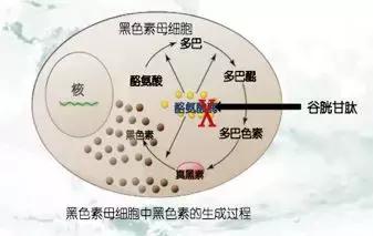 明星打的美容针是什么,女明星打美白针吗
