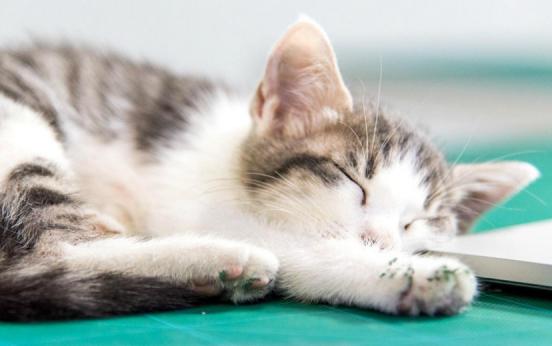 猫咪拉的屎什么样才算健康,通过猫咪的毛判断猫咪的健康状况