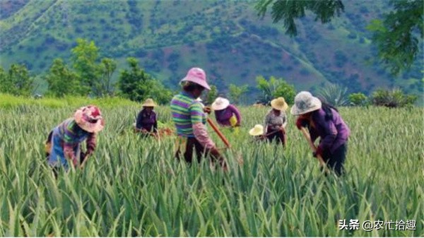 种植什么效益快收入高 (露天种植亩收入过万的种植项目)