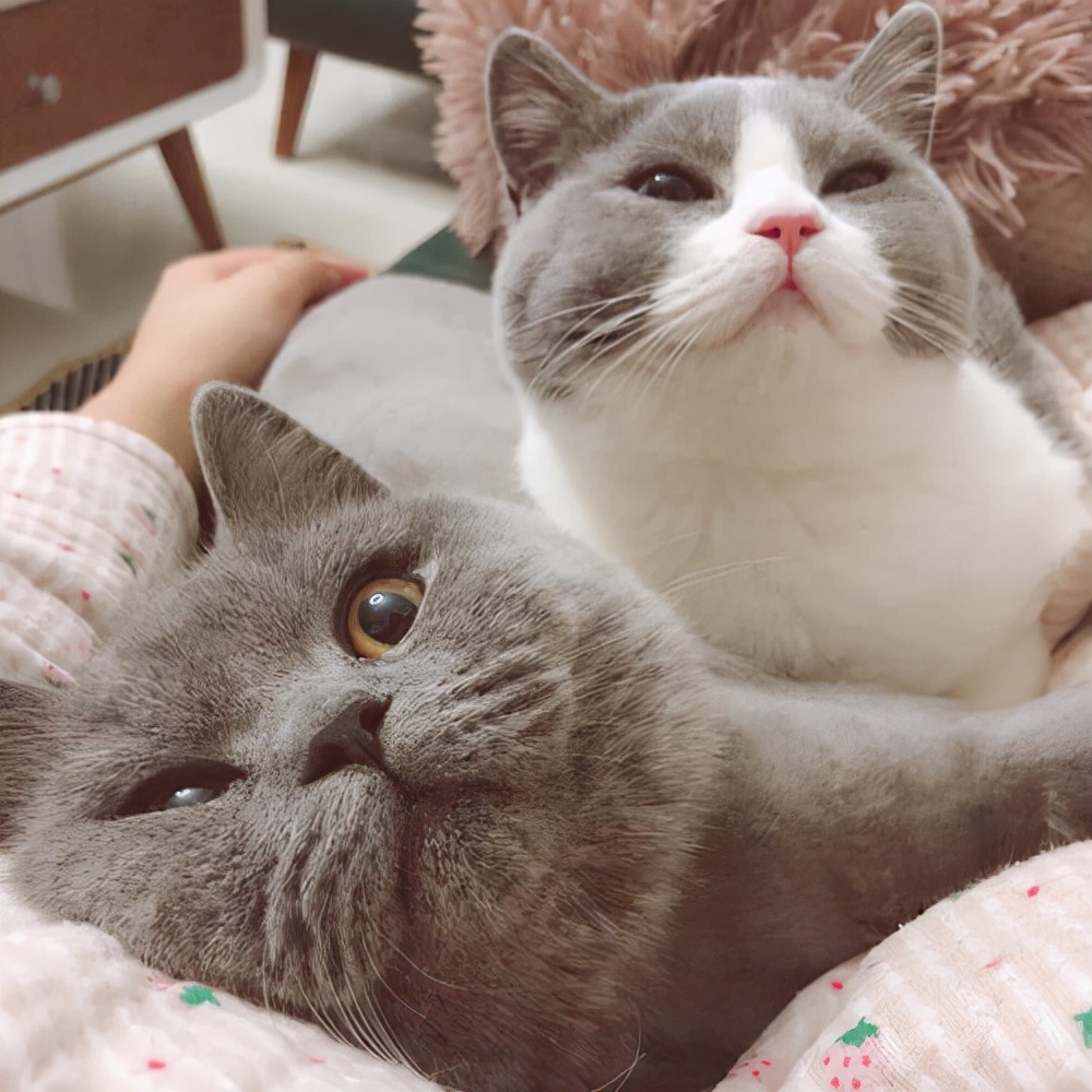 英短猫大便有血是怎么回事,美短猫便便稀怎么办