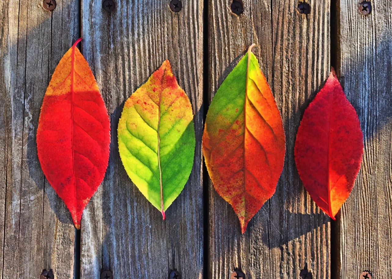 秋天的树叶为什么会变红变黄,秋天树叶为什么会变黄掉下来