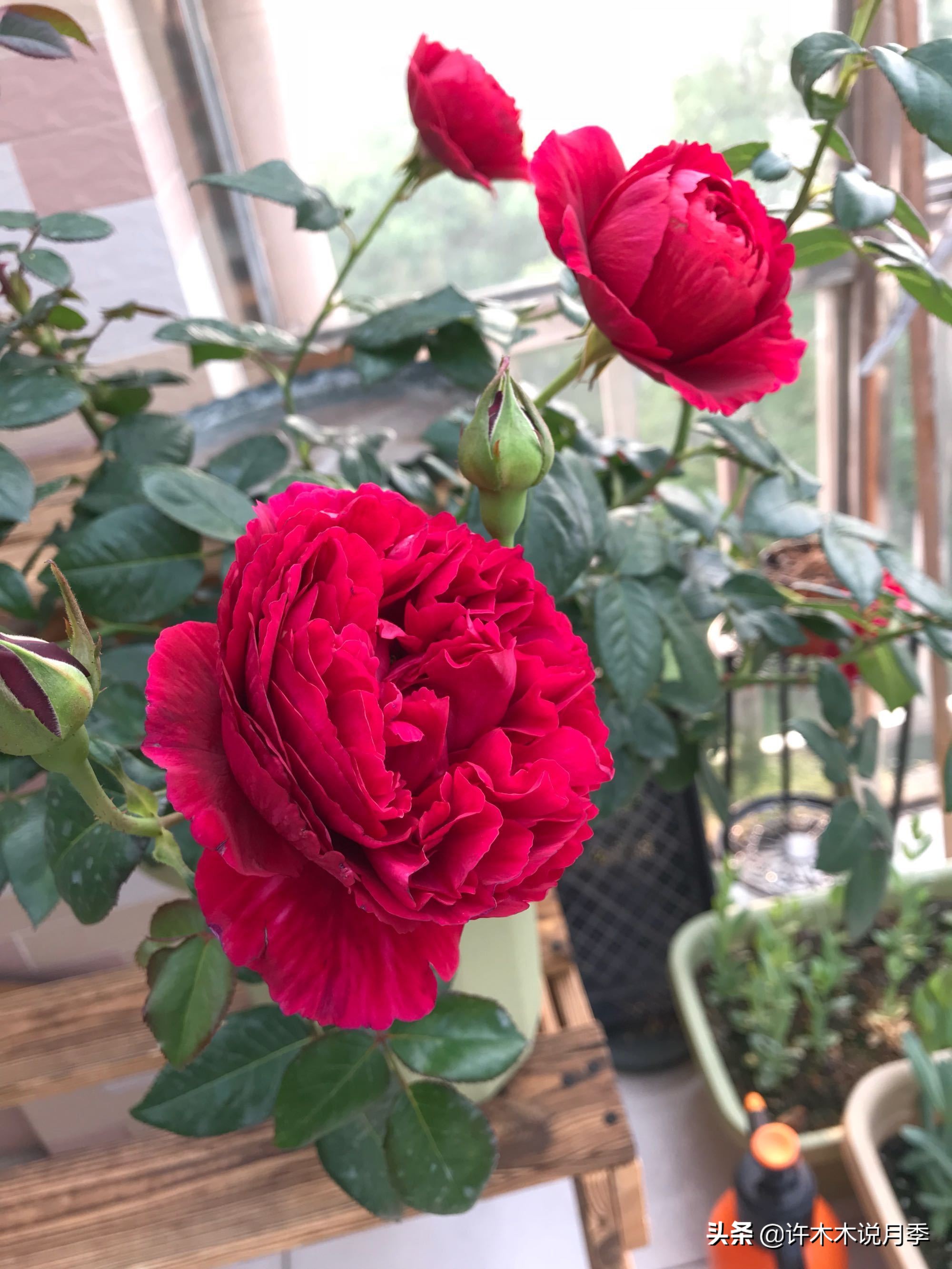 四季开花勤花月季,最好养最勤花的月季