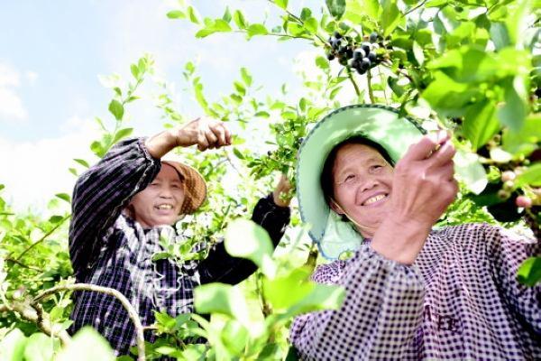 麻江蓝梦谷蓝莓酒,现摘蓝莓制作蓝莓酱