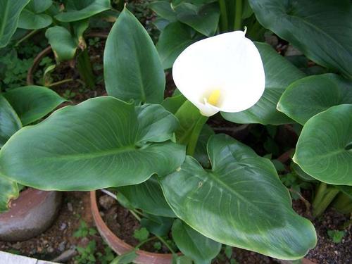 夏天到了5种花要少浇水,最不怕浇水的5种花