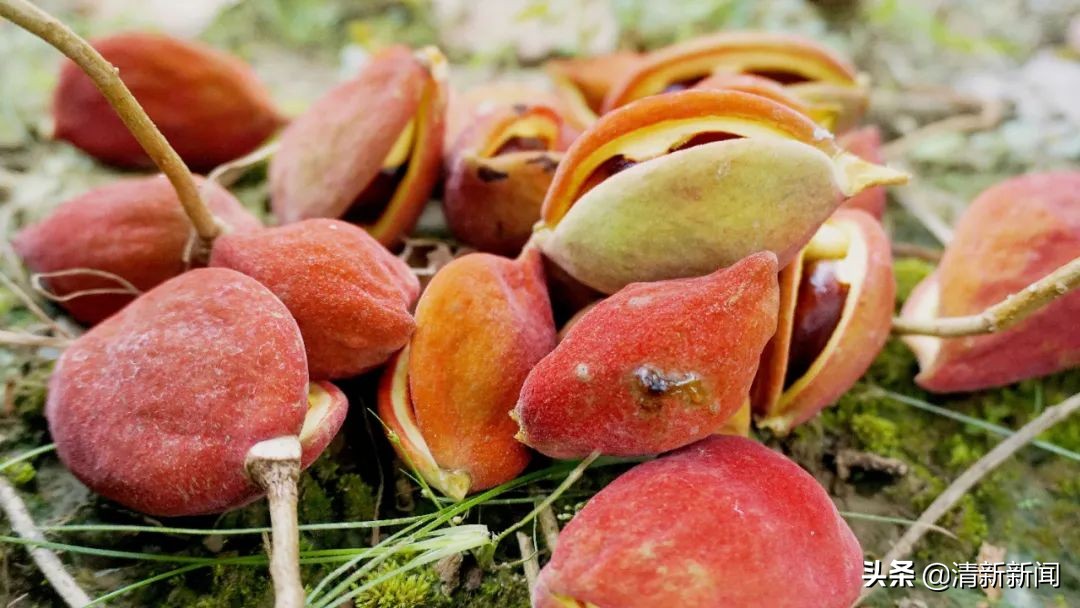 七八月，清西人多了一种“口果”，美味