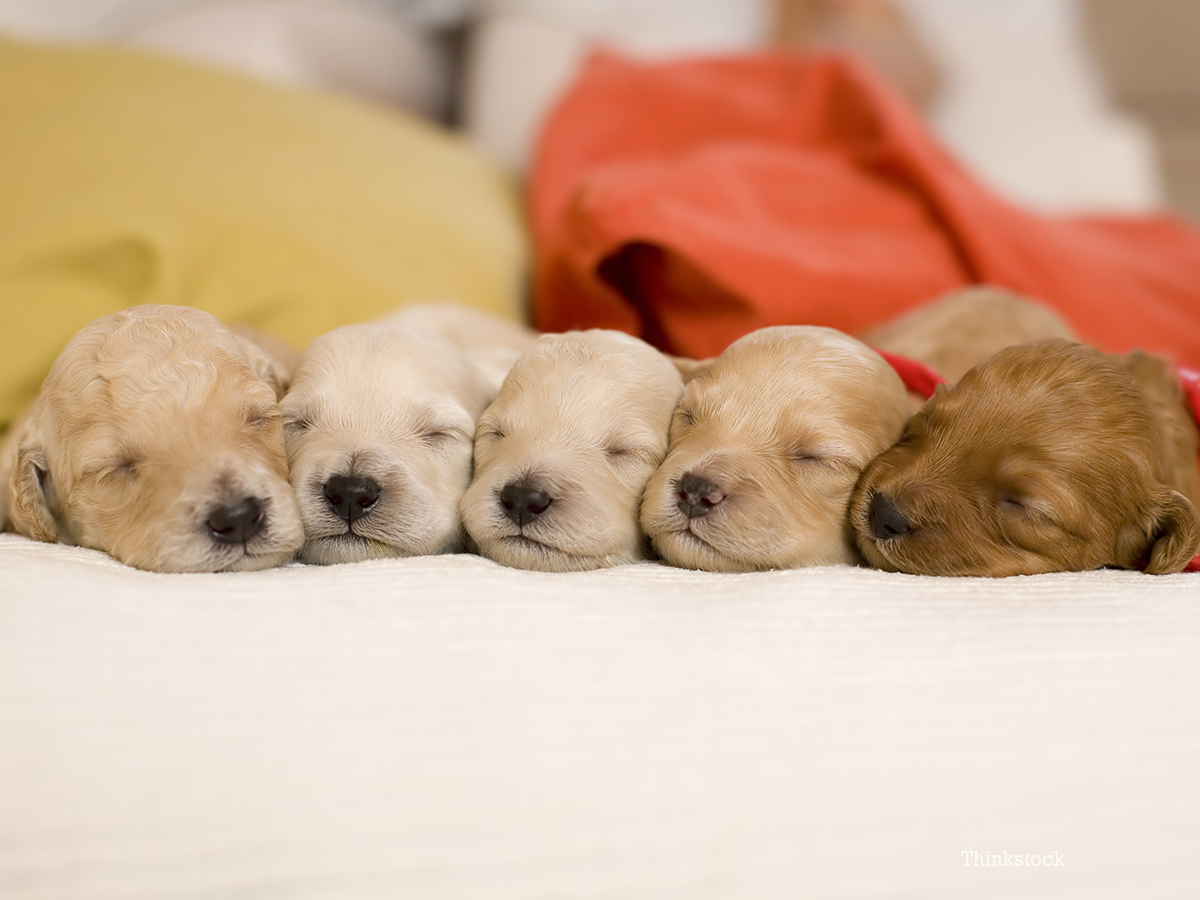 母狗怀孕了应该注意什么细节,母狗怀孕后期要注意什么