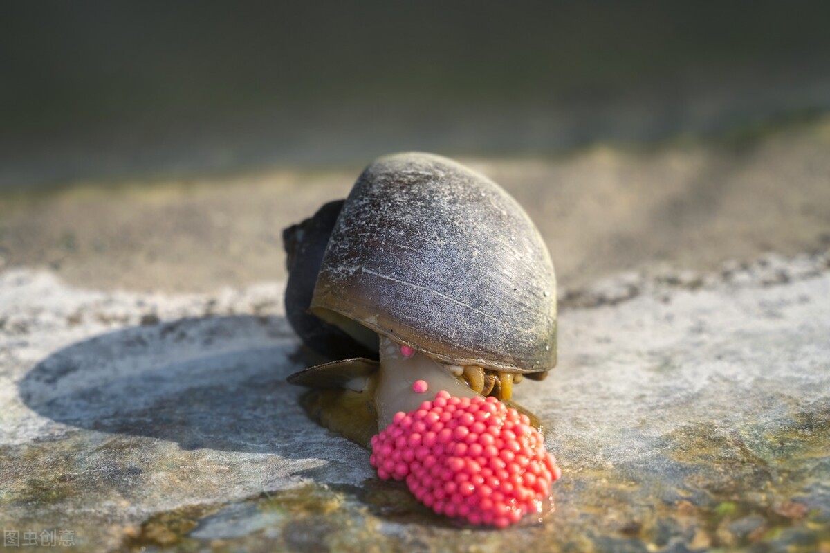 多地出现福寿螺寄生虫感染事例,2006年广东福寿螺寄生虫事件