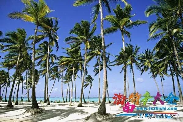 椰子在海南是一种怎样的存在，你真的懂它吗？