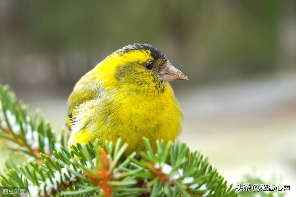 螳螂捕蝉黄雀在后黄雀后面还有谁,螳螂捕蝉黄雀在后黄雀后面是什么