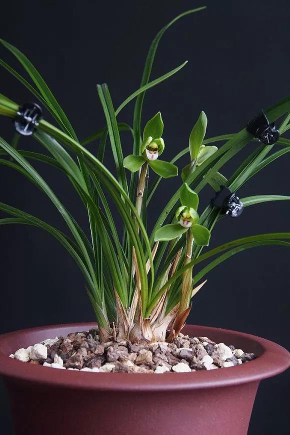 适合家庭养的清香花,5种清香花卉开花时满室芬芳不断