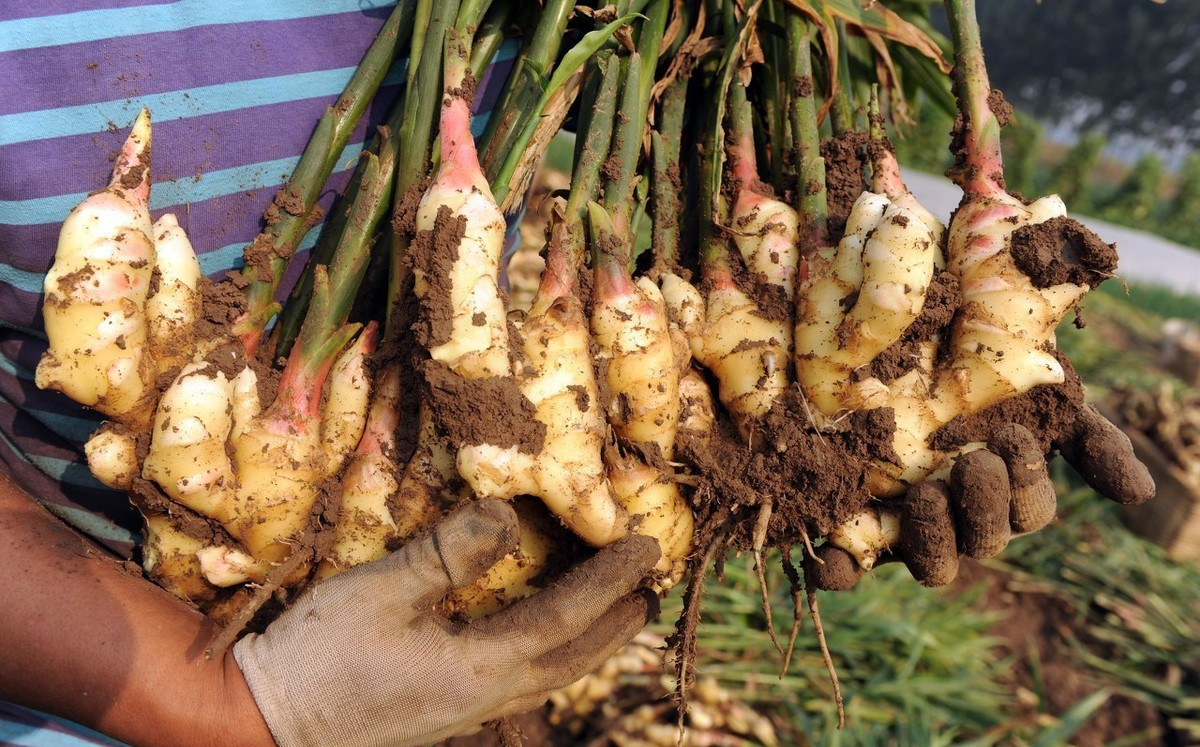 盆栽生姜浇水注意事项,生姜种植技术大全及注意事项