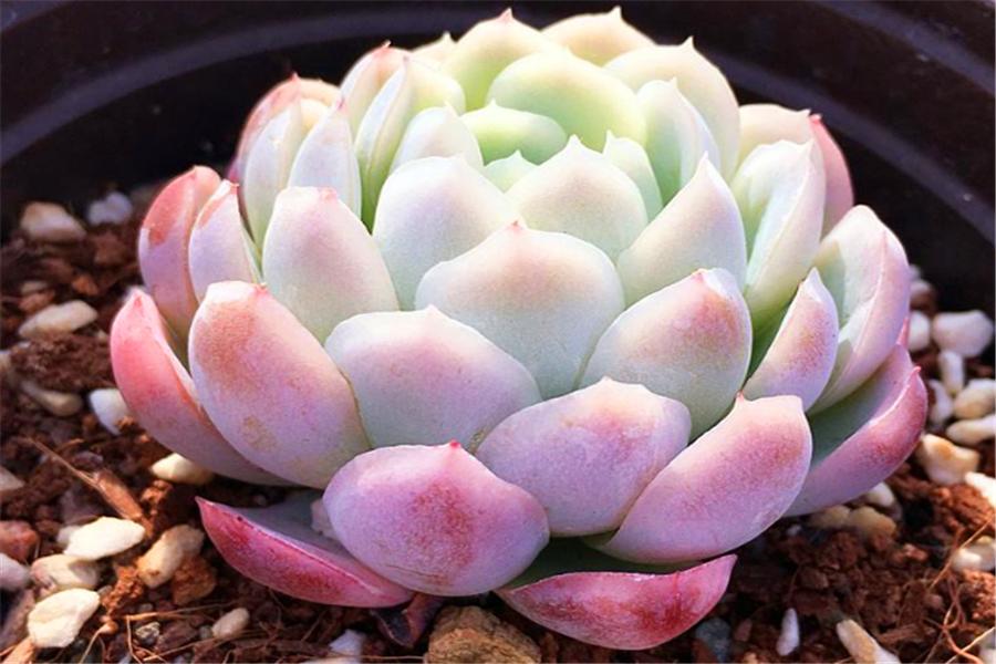 想把多肉冰梅养成透明绚烂的大果冻,就不能惯着它,越冻越有仙气