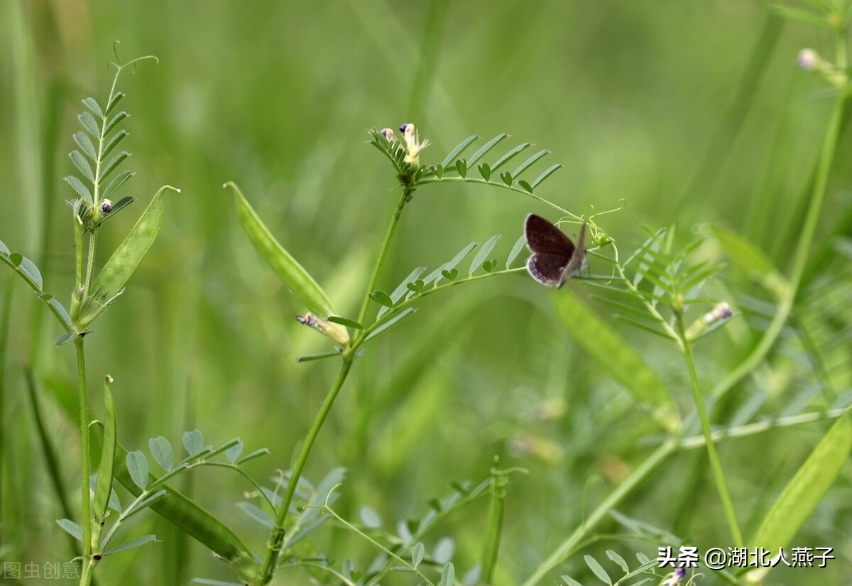 各种可以吃的野菜图片大全及名称 (100种野菜图片大全和名称和吃法)