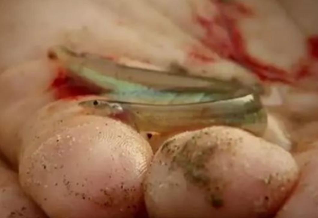 亚马逊吸血鬼鱼,亚马逊吸血鬼