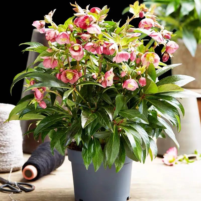 这10种耐旱花2个月不浇水,10种花养不死