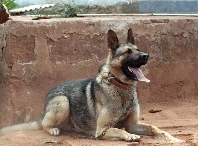 45只名犬排行,45种名犬您都认识吗