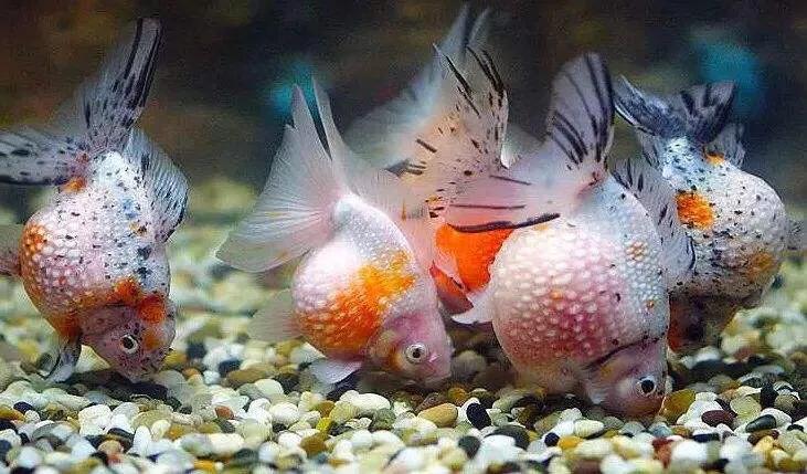 泰狮金鱼栽头原因,金鱼吊兰花怎么栽活