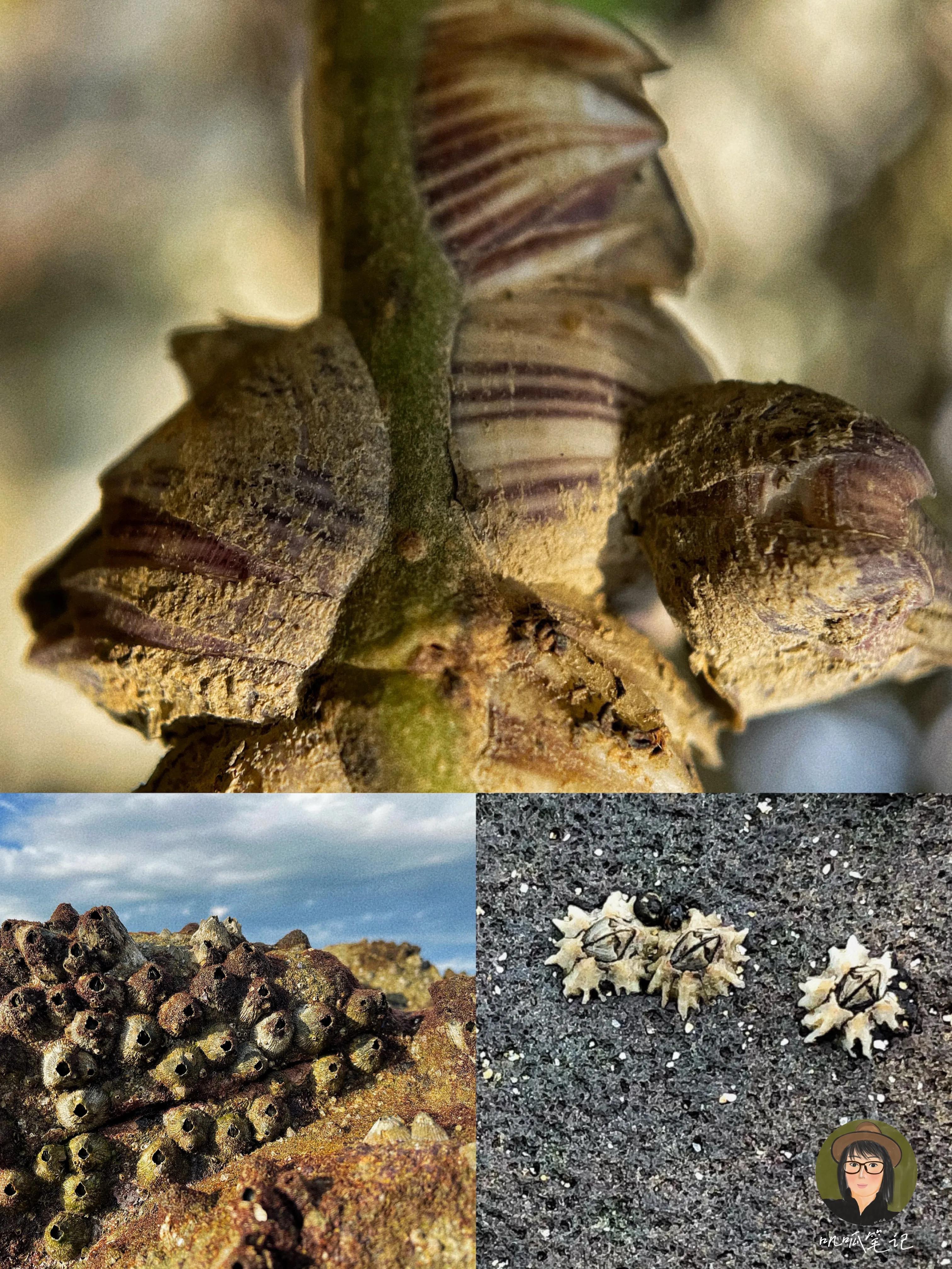 这些海洋里的生物你都见过吗,海洋生物你们有见过吗