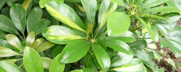 鸭脚木和鹅掌柴区别,鸭掌木叶子发黄掉叶怎么补救