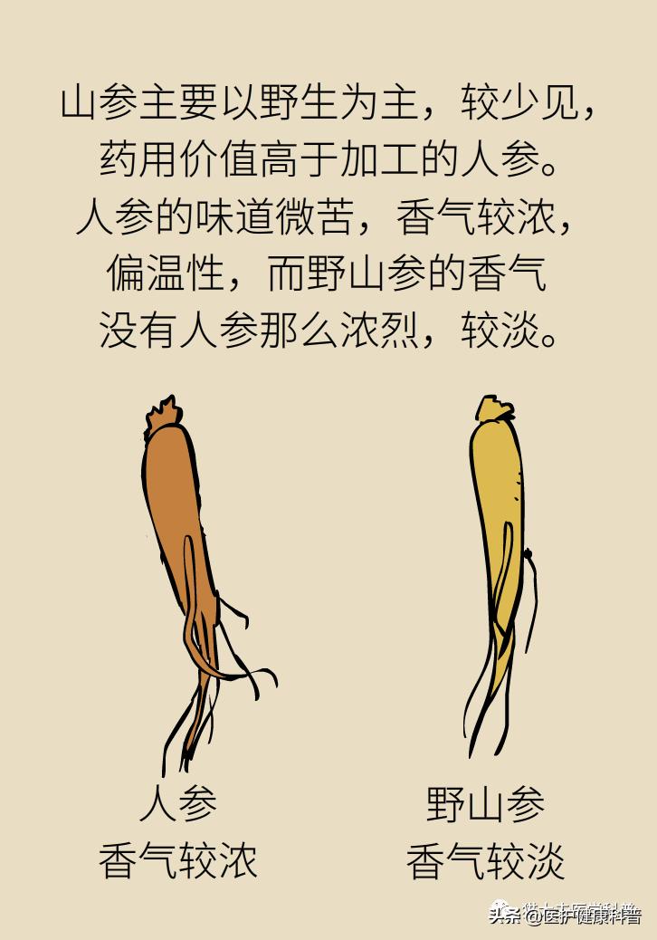 人参红参西洋参哪个提高免疫力好,人参党参红参西洋参有什么区别