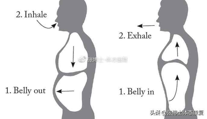 横隔膜的呼吸机制,横膈膜与丹田在发声中的作用