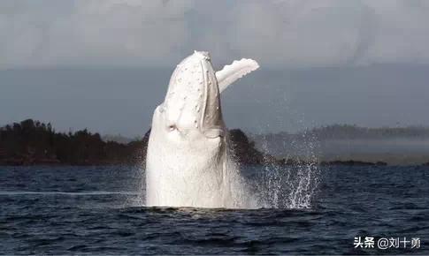 罕见动物60种大开眼界,十种罕见动物