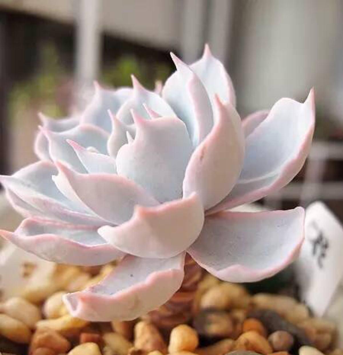 多肉蒂亚变黄了是什么原因,多肉变白了怎么补救