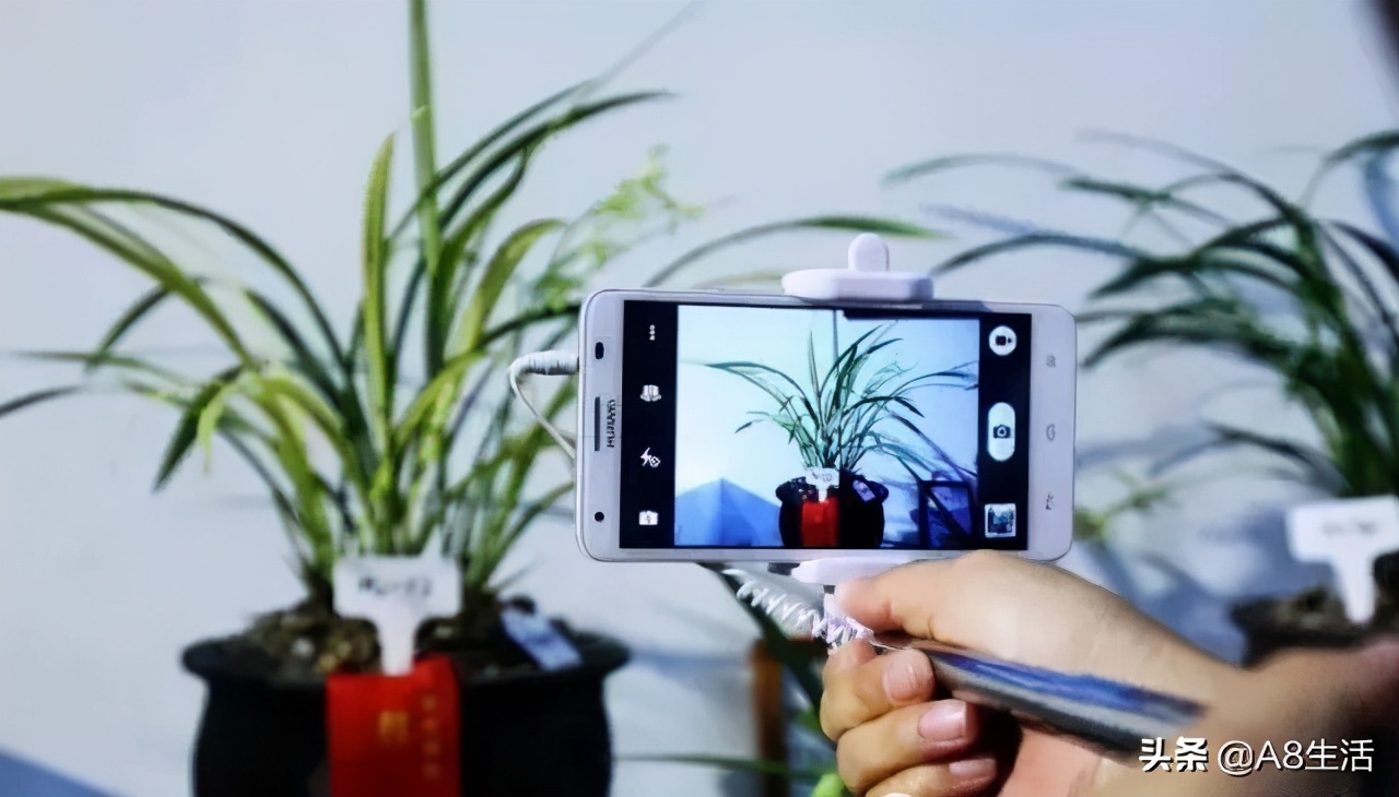 每日一品七律,每日一品茶叶