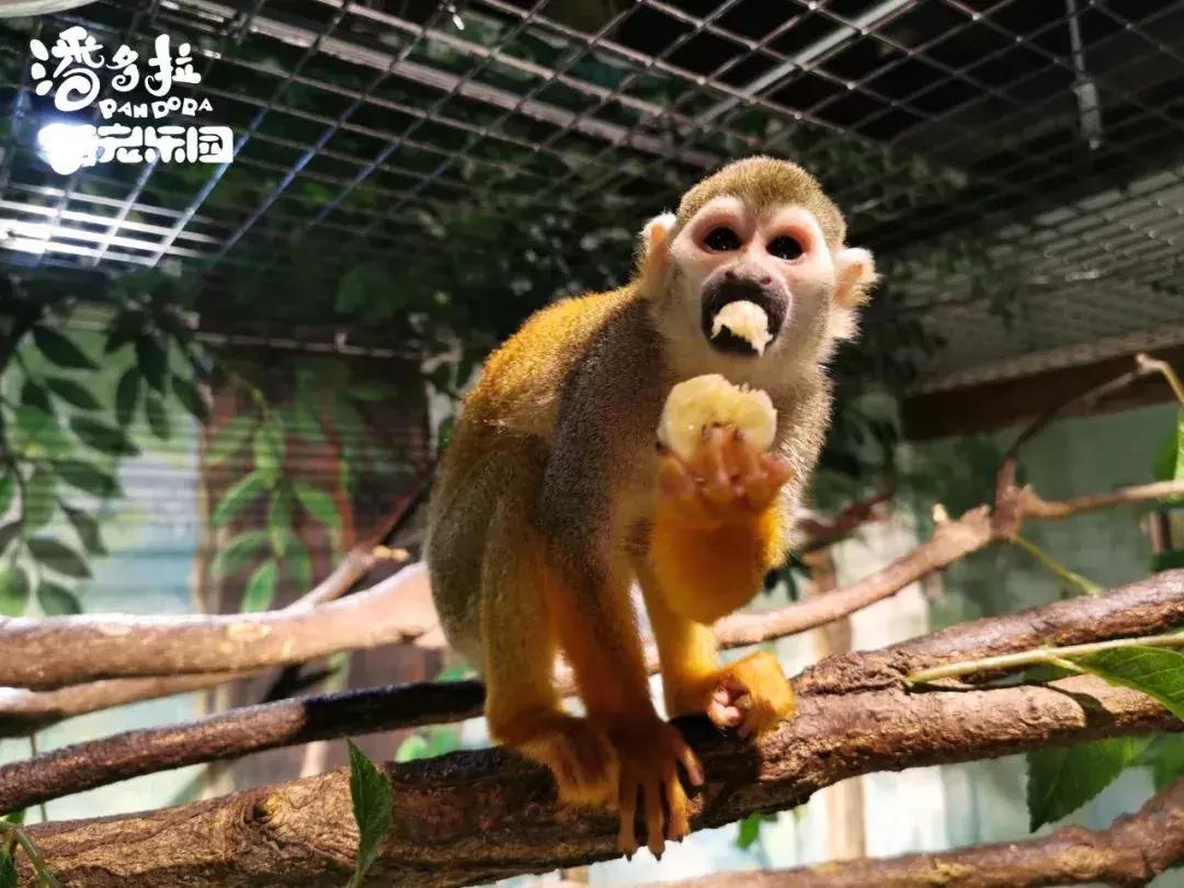 郑州奥林匹克公园萌宠乐园,郑州萌宠乐园长什么样子