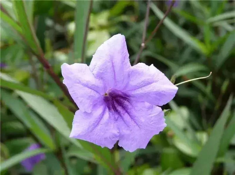 深圳5月哪里有花海看,深圳五一哪里可以看花海