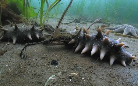 海参泡发后发黑是怎么回事,养殖海参冷冻一年煮时水变绿