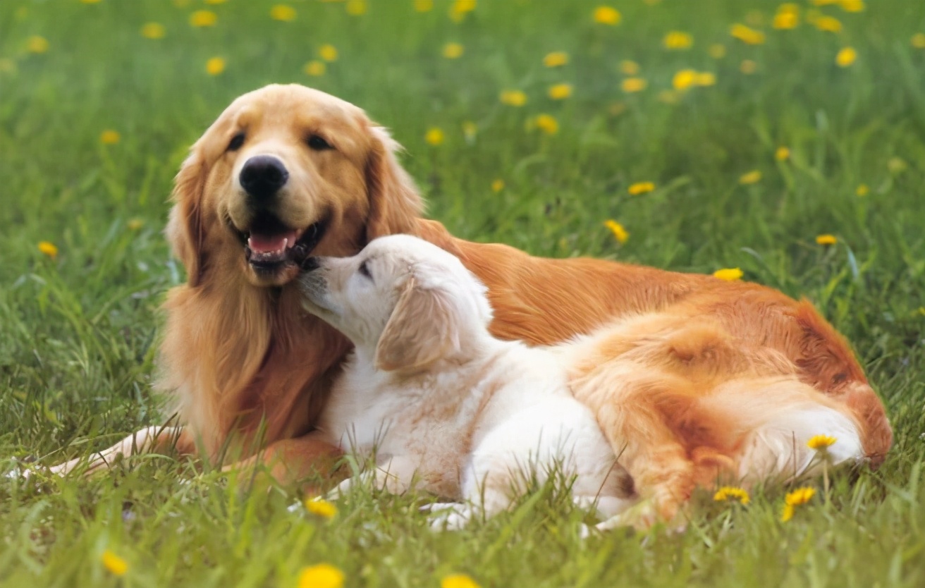 狗狗分娩前有哪些征兆？如何做产前准备？