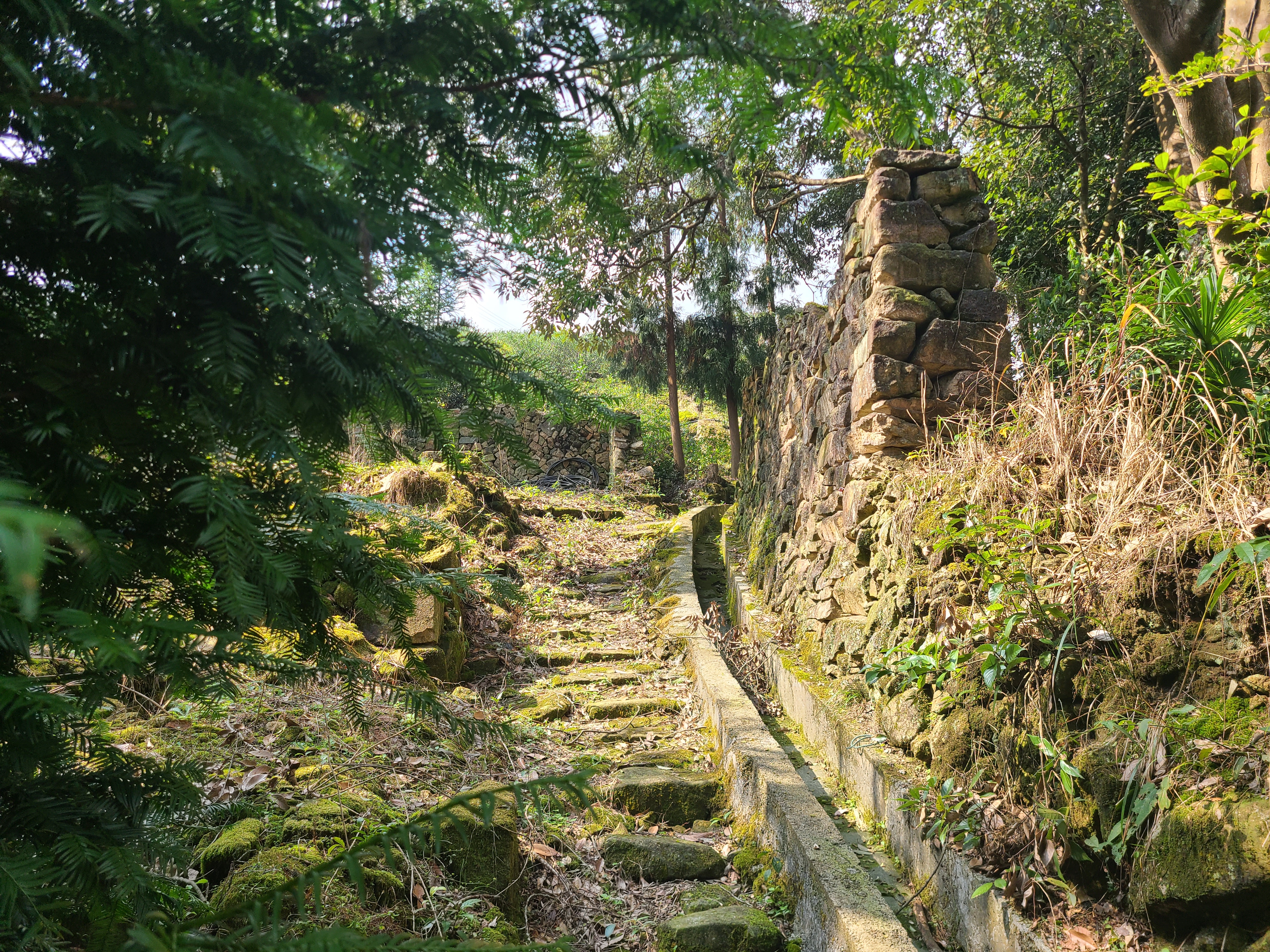 泰顺最出名的茶叶 (泰顺名茶有哪些)