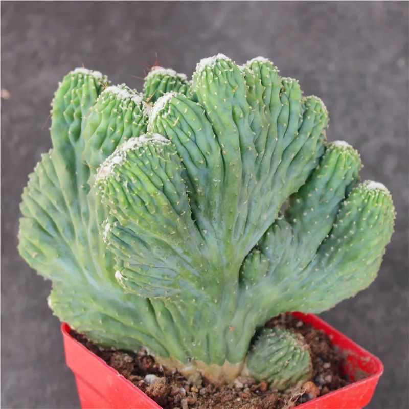 钁辩繝鎸烘嫈,娴峰崡浜旀寚灞辨嘲鍥藉北绔规爲