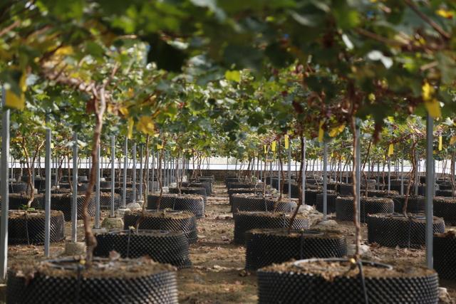 阳台葡萄种植技术书,阳台巨峰葡萄种植注意事项