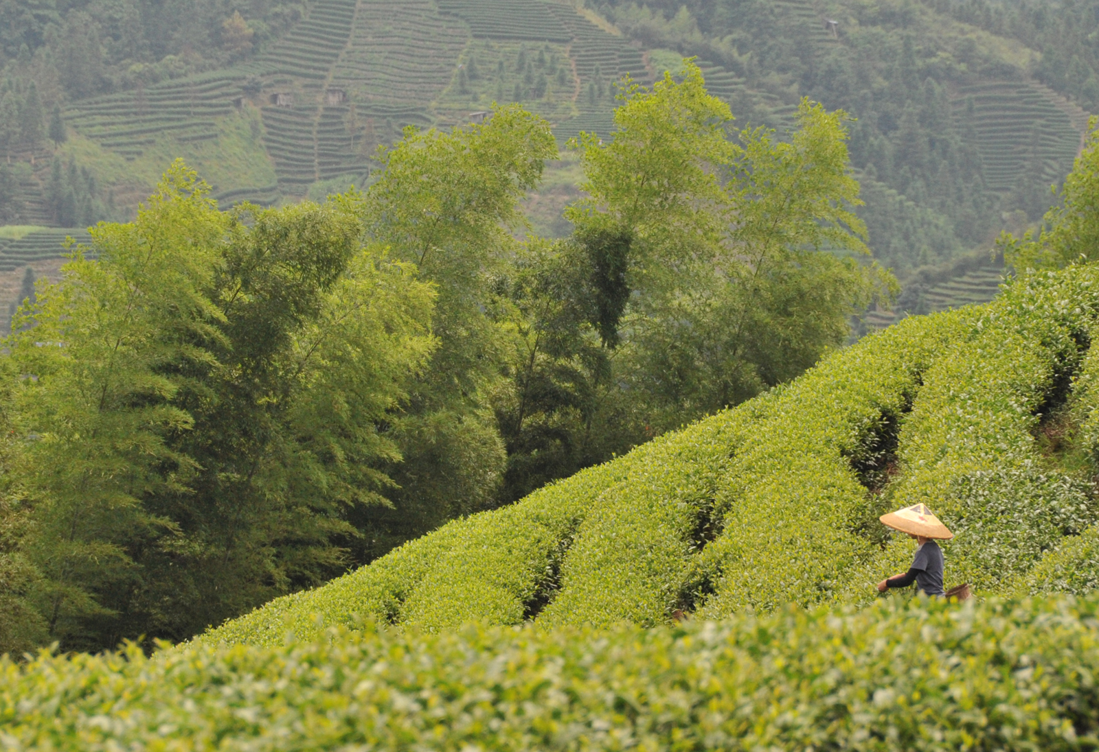 自炒茶叶纯天然,云南茶传统柴火手工炒茶