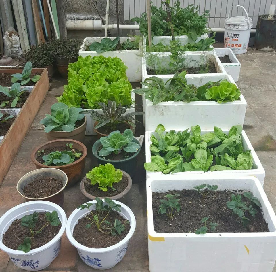 避蚜虫的防虫网,种菜防虫网能防蚜虫吗