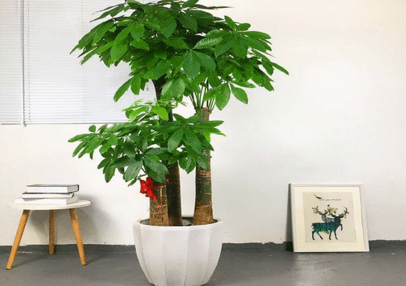 如何选择家中花卉植物盆栽,家庭常见的盆栽花卉的养护与管理