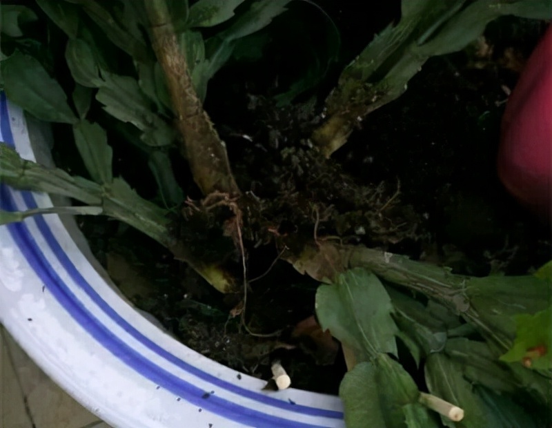 一年四季不死的十种花水养,浇水过多死的植物