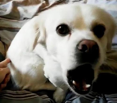 狗狂犬病发作的症状表现,狗得了狂犬病什么表现