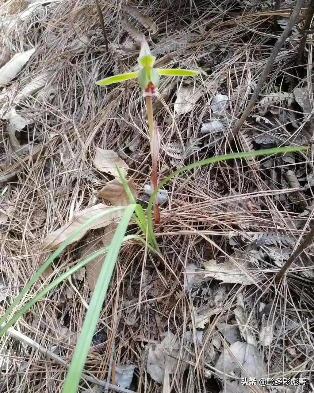兰花品种鉴定方法,兰花的品种和鉴定方法